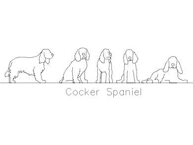 Cocker-Spaniel