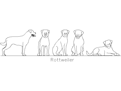 Rottweiler