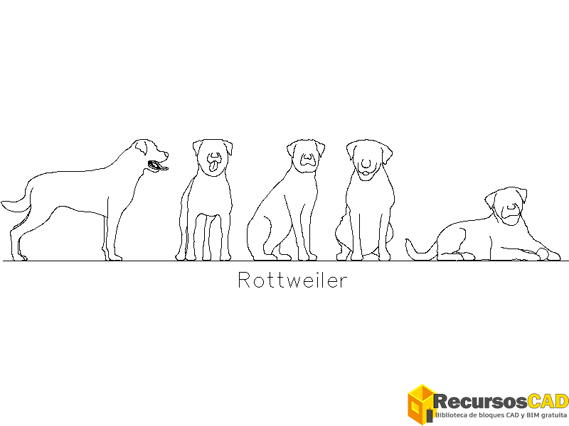 Rottweiler