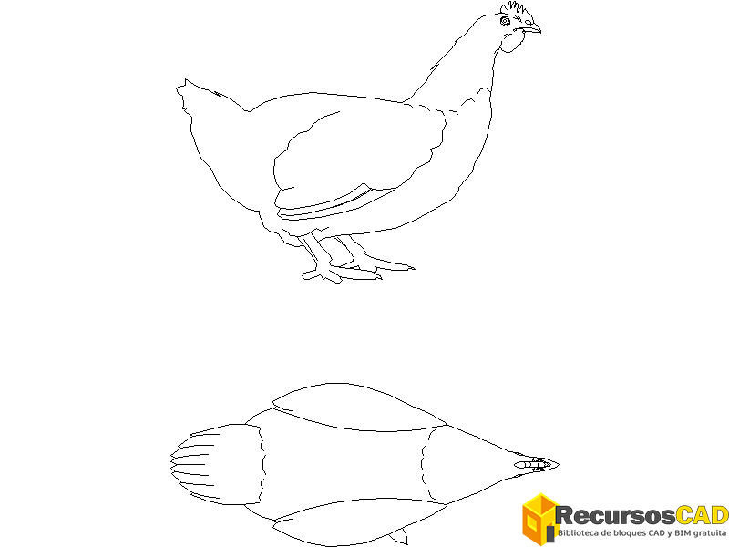 Gallina en vista superior y lateral