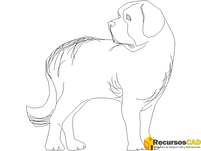 perro-3