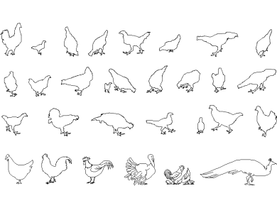 Un-pavo-real-un-pavo-gallos-gallinas-y-mas