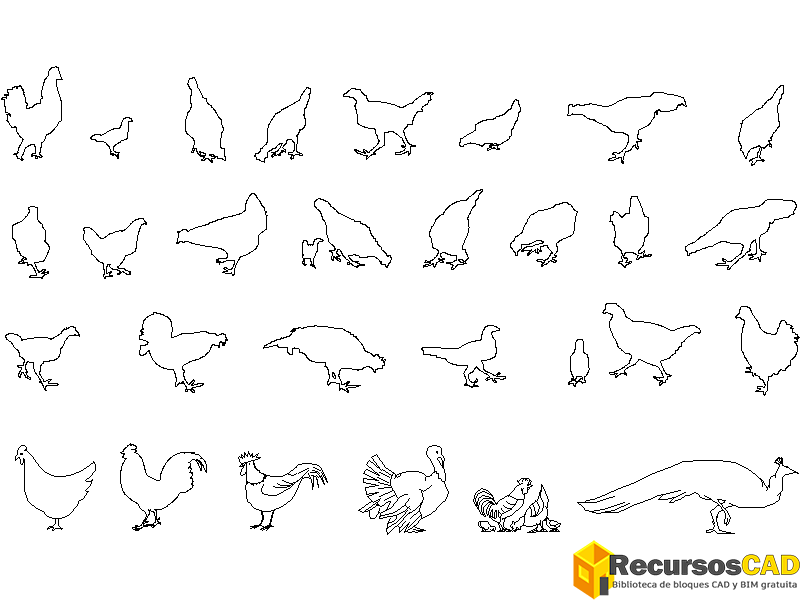 Un-pavo-real-un-pavo-gallos-gallinas-y-mas