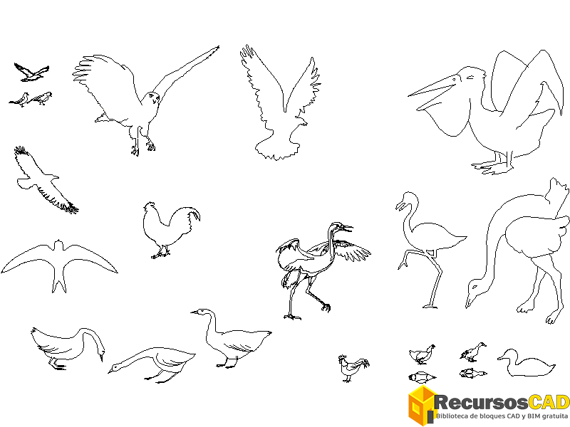 aves