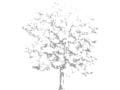 Bloques DWG de Árboles en alzado