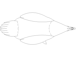 gallina superior planos - descarga bloques DWG gratis para AutoCAD