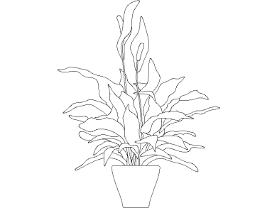 Spathiphyllum 02