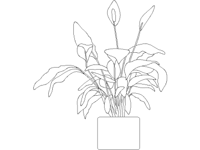 Spathiphyllum 03