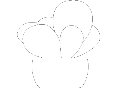 fanerógama de Kalanchoe 02