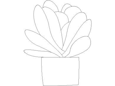 fanerógama de Kalanchoe 03