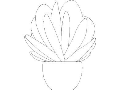 fanerógama de Kalanchoe 04