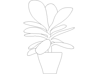 fanerógama de Kalanchoe 05