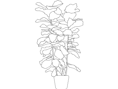 higuera hoja de violín 01