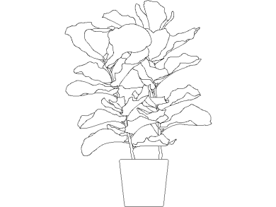 higuera hoja de violín 03