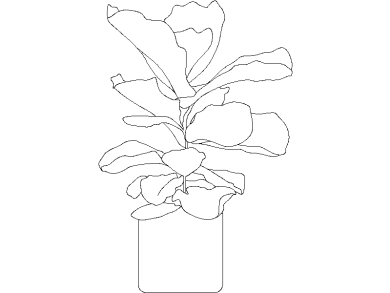 higuera hoja de violín 04