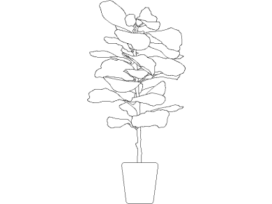 higuera hoja de violín 05