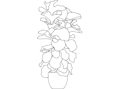 higuera hoja de violín