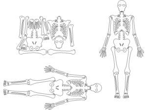 Esqueleto Humano para AutoCAD 2D