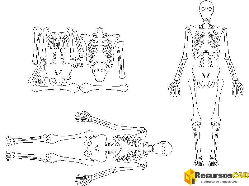 Esqueleto Humano para AutoCAD 2D
