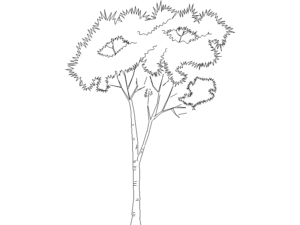 Descarga bloques autocad arboles en alzado en formato DWG
