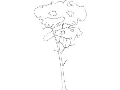 Descarga Árboles en Alzado Gratis para AutoCAD