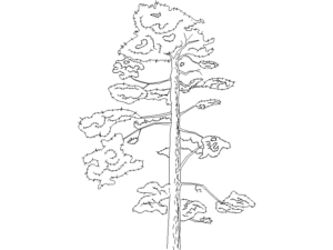 arboles autocad gratuitos para descarga