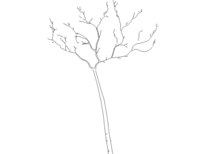 Bloques DWG de arboles autocad en planta y alzado en formato
