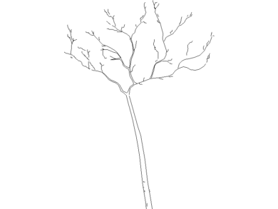 Árboles AutoCAD en planta y alzado