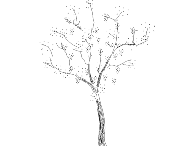 Descarga bloques DWG de árboles en AutoCAD