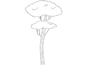 Bloque de arboles autocad en planta y alzado