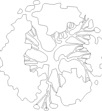 Árbol en planta DWG gratis: recurso ideal