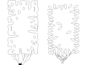 Bloques DWG de arbustos para setos en 2D