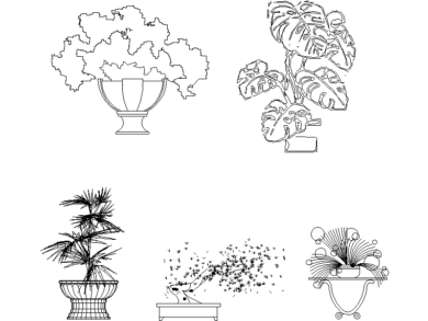 Bonsái y otras plantas para la casa