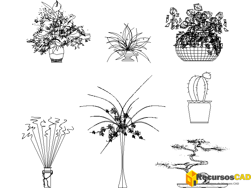 Cactus, orquídea, bonsái