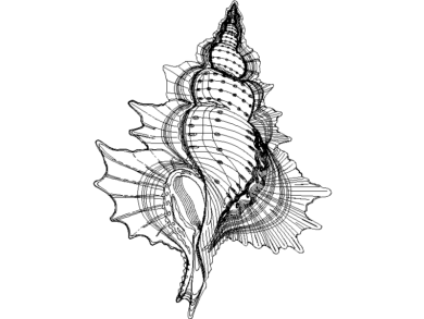 Concha de mar grande