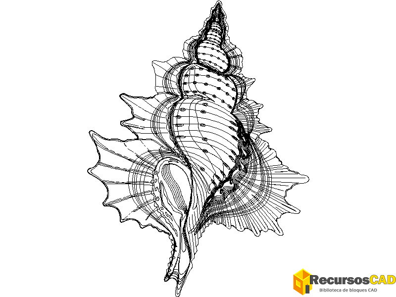 Concha de mar grande