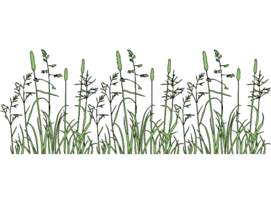 Hierba larga con algunas espinas