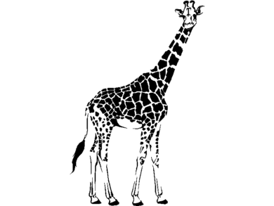 Jirafa hembra vista lateral