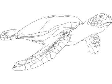 Tortuga Marina 2D Gratis: Descarga Bloque AutoCAD DWG